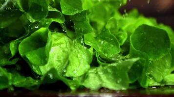 Nahansicht Schuss von Wasser planschen auf frisch Grüner Salat Blätter, ein Schlüssel Zutat im viele Geschirr und Salate. Grüner Salat ist ein Blatt Gemüse häufig benutzt im verschiedene Küche video