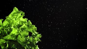 Drops of water fall on the leaves of fresh lettuce. On a black background. Filmed is slow motion 1000 fps. High quality FullHD footage video