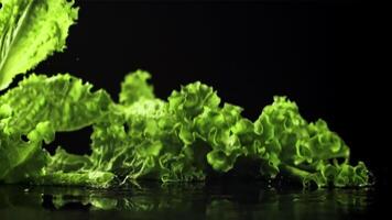 Grüner Salat Blätter fallen auf das Tabelle mit spritzt von Wasser. auf ein schwarz Hintergrund.gefilmt ist schleppend Bewegung 1000 fps. hoch Qualität fullhd Aufnahmen video