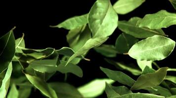 Super slow motion bay leaf flies up and falls. High quality FullHD footage video