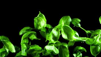 Super slow motion Basil leaves . High quality FullHD footage video
