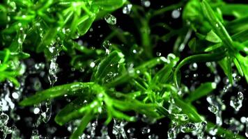 Super slow motion branches of rosemary . High quality FullHD footage video