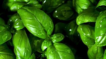 Super slow motion Basil leaves . High quality FullHD footage video