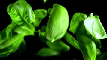 Super slow motion Basil leaves . High quality FullHD footage video