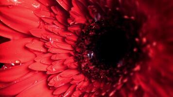 super langzaam beweging water druppelt Aan de geurig bloem gerbera. gefilmd Aan een hoge snelheid camera Bij 1000 fps. hoog kwaliteit full HD beeldmateriaal video