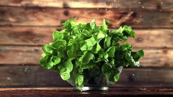 Super schleppend Bewegung auf das Grüner Salat Blätter fallen Tropfen von Wasser. auf ein hölzern Hintergrund. gefilmt auf ein schnelle Geschwindigkeit Kamera beim 1000 fps. video