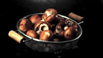 super lent mouvement champignons tomber sur le l'eau avec éclaboussures. filmé sur une haute vitesse caméra à 1000 fps.on une noir Contexte. video