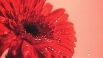 súper lento movimiento agua gotea en el fragante flor gerbera en un rosado fondo.filmado en un alta velocidad cámara a 1000 fps. video