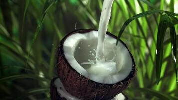 Milk is poured into half a coconut with a splash. Filmed on a high-speed camera at 1000 fps. High quality FullHD footage video