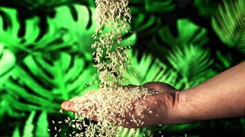 een stapel van rauw rijst- valt Aan een man's palm. tegen een backdrop van tropisch gebladerte. gefilmd is langzaam beweging 1000 fps. video