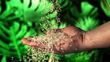 Uncooked crumbly rice falls on a man's hand. Against a background of green leaves. Filmed is slow motion 1000 fps. video