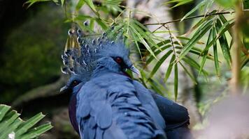 Blue Parrot With Crest Near A Tree In The Nature video