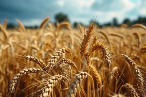 Close-up of ears of grain against a blurred wheat field. Generated by artificial intelligence photo