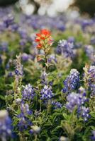 Texas indio Cepillo de pintura y bluebonnets foto