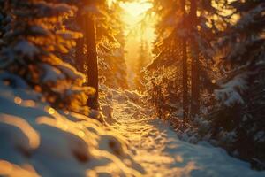 A wintery landscape with a forest path. . photo