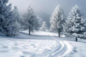 A wintery landscape with a forest path. . photo