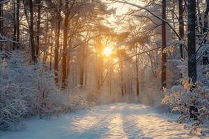 A wintery landscape with a forest path. . photo