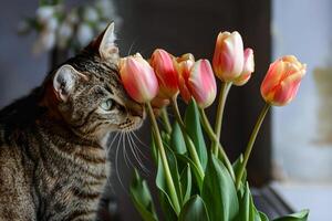 Doméstico atigrado gato con tulipanes . foto