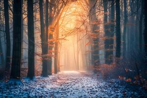 A wintery landscape with a forest path. . photo