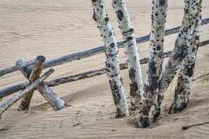 aspen tree and fence photo