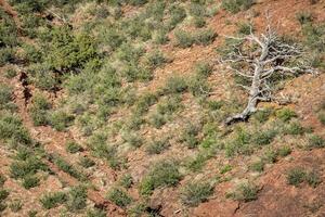 juniper tree at sandstone cliff photo