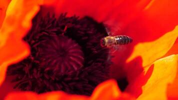 Red Poppy Flower Head close up with bee. Poppies in the meadow wild poppy field, swinging by wind. Macro. Close-up of blossoming poppies. Glade of red poppies. Soft focus blur. Papaver sp. video