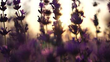 lavendel velden met geurig Purper bloemen bloeien Bij zonsondergang. weelderig lavendel struiken in eindeloos rijen. biologisch lavendel olie productie in Europa. tuin aromatherapie. langzaam beweging, dichtbij omhoog video