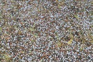 juniper berries background photo