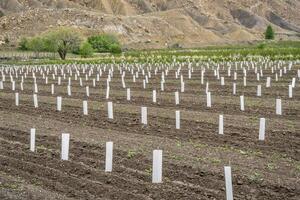 peach orchards in Palisade photo