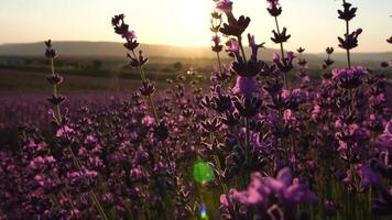 Blooming lavender pollinated by bee in a field at sunset. Provence, France. Close up. Selective focus. Slow motion. Lavender flower spring background with beautiful purple colors and bokeh lights. video