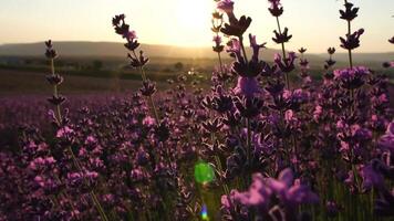 bloeiend lavendel bestoven door bij in een veld- Bij zonsondergang. Provence, Frankrijk. dichtbij omhoog. selectief focus. langzaam beweging. lavendel bloem voorjaar achtergrond met mooi Purper kleuren en bokeh lichten. video