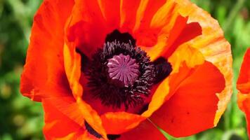 rot Mohn Blume Kopf schließen oben von Blütenblatt. Mohnblumen im das Wiese wild Mohn Feld, schwingen durch Wind. Makro. Nahansicht von blühen Mohn. Lichtung von rot Mohn. Sanft Fokus verwischen. Papaver sp. video