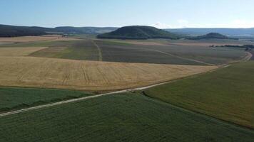 aereo Visualizza su verde Grano campo nel campagna. campo di Grano soffiaggio nel il vento a soleggiato primavera giorno. orecchie di orzo Ritaglia nel natura. agronomia, industria e cibo produzione. video