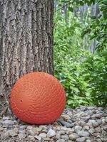 slam ball in a backyard photo