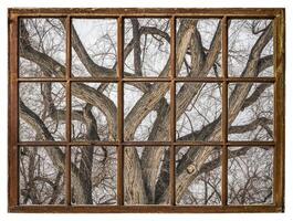 winter tree background with twisted trunks photo