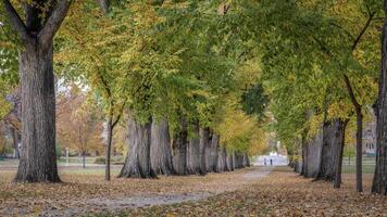 Alley with old American elm trees in fall colors photo