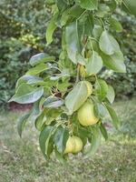 asian pears branch in backyard photo