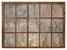primavera tapiz de ribereño bosque foto