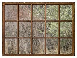 springtime tapestry of riparian forest photo