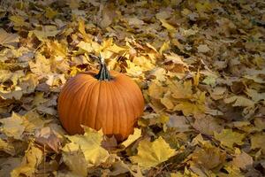 calabaza en un patio interior césped cubierto por dorado arce hojas, otoño paisaje foto