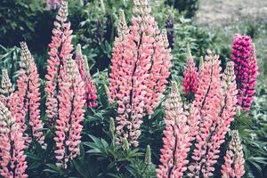 Blooming lupine flowers. Moody bold colors. Blurred natural Summer background. Beautiful nature scene photo