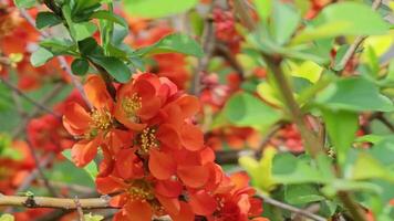 A bee collects nectar from the flowers of Chaenomeles speciosa, known as Japanese quince. video