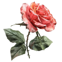 Watercolor Pink rose flower on transparent background png