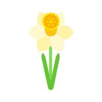 Narcissus or daffodil flower on stem with leaves. color illustration isolated on white background. vector