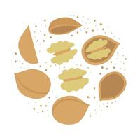 Group of walnuts. Color flat illustration isolated on white background. vector