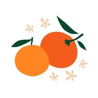 Two orange citruses whole fruits with green leaves surrounded by orange blossom. Chinese new year tradition. vector