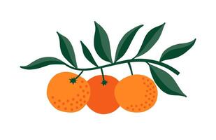 Three orange citruses with green leaves on a branch. Minimalistic style illustration isolated on a white background. vector