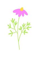 Pink cosmos flower on stem with leaves. Flat illustration isolated on white background. vector