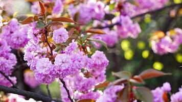 épanouissement Cerise branches sur brillant ensoleillé journée dans printemps parc dans Prague dans le coucher du soleil temps. haute qualité 4k métrage video