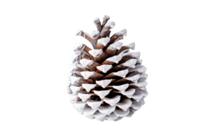 Snow Covered Pine Cone on Transparent Background. png